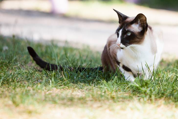 Un chat Seychellois assis dans l'herbe