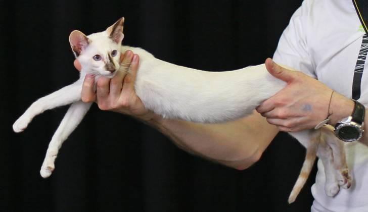 Photo Seychellois Femelle