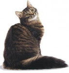 Sibérien - Sibérien