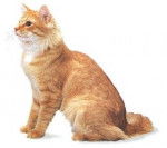 Sibérien - Sibérien