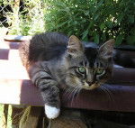 Chat sibérien, chat de Sibérie KOLYANA Bouliout - Sibérien