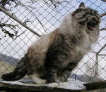 Attila, roi lion tigre - Sibérien