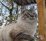 KOLYANA Ansophie 06fev-r17 - Sibérien