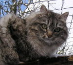 KOLYANA Valmette 6.2.29.133 - Sibérien