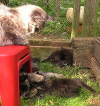 Surveillance des chatons - Sibérien