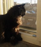 Lou - Sibérien (1 an et 3 mois)