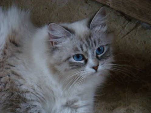Chat sibérien, chat de Sibérie KOLYANA Baxa - Sibérien