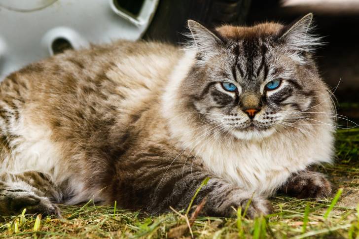 Un beau chat Sibérien aux yeux bleus