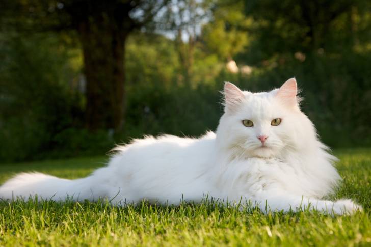 Un Sibérien blanc allongé dans l'herbe