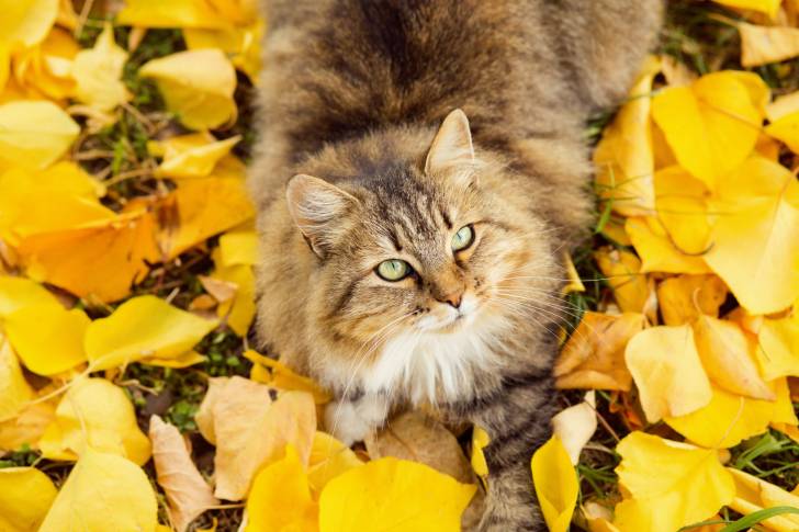Un beau chat Sibérien au milieu de feuilles jaunes d'automne