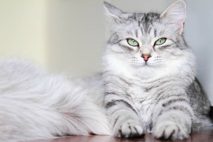 Un chat Sibérien gris aux yeux verts