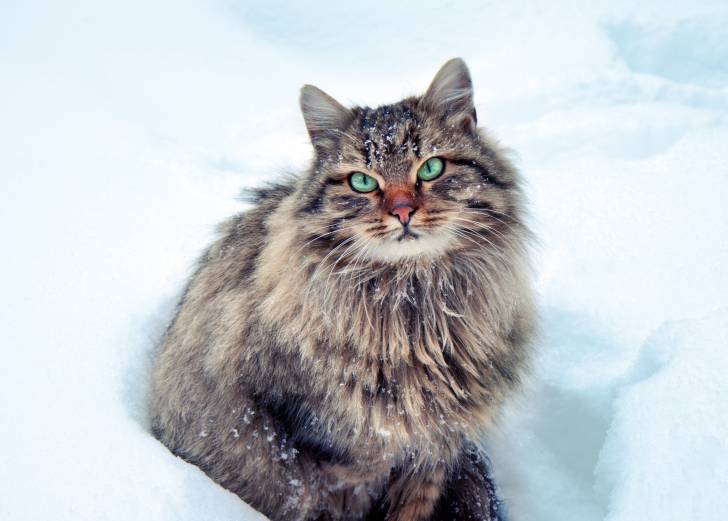 Un Sibérien aux yeux verts assis dans la neige