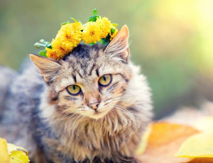 Un chat Sibérien porte une couronne de fleurs jaunes sur la tête