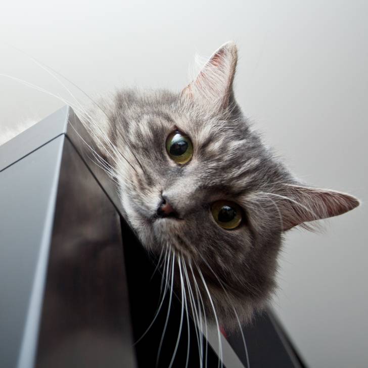 Un chat Sibérien gris installé en hauteur sur un meuble surveille les environs