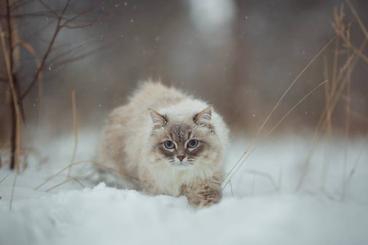 Un Sibérien en train d'avancer dans la neige