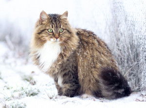 Un Sibérien avec son gros pelage assis dans la neige