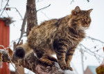 Un Sibérien brun tabby perché sur une branche d'arbre