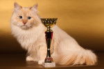 Un Sibérien ayant remporté un trophée lors d'une exposition féline.