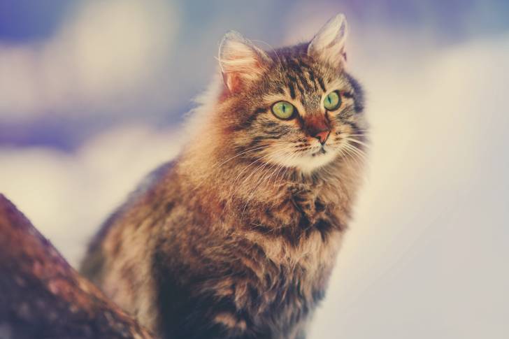 Un Sibérien dehors en hiver