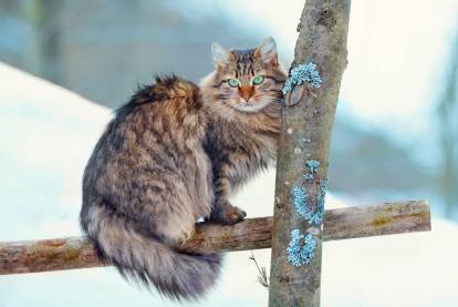 Un chat à poil long assis sur une branche 