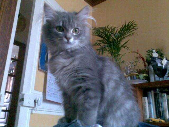 Chat Sibérien - Sibérien
