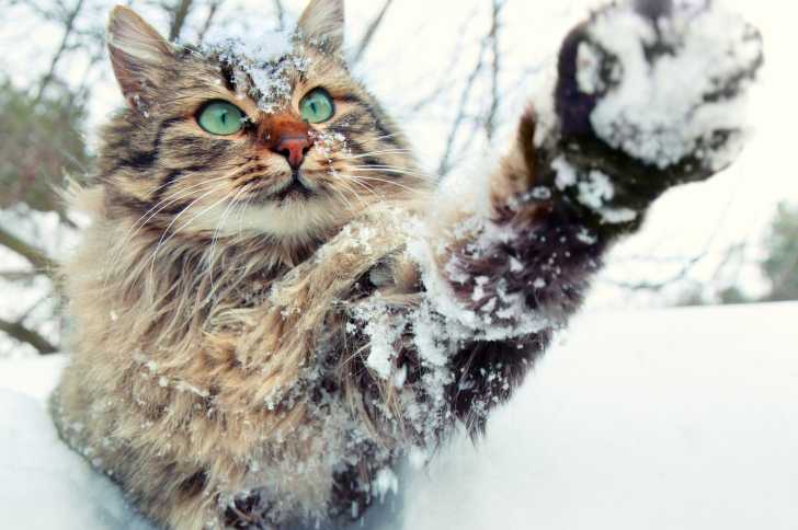 Un Sibérien en train de jouer avec de la neige