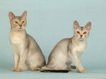 Abyssin blue silver et aby black silver - Singapura