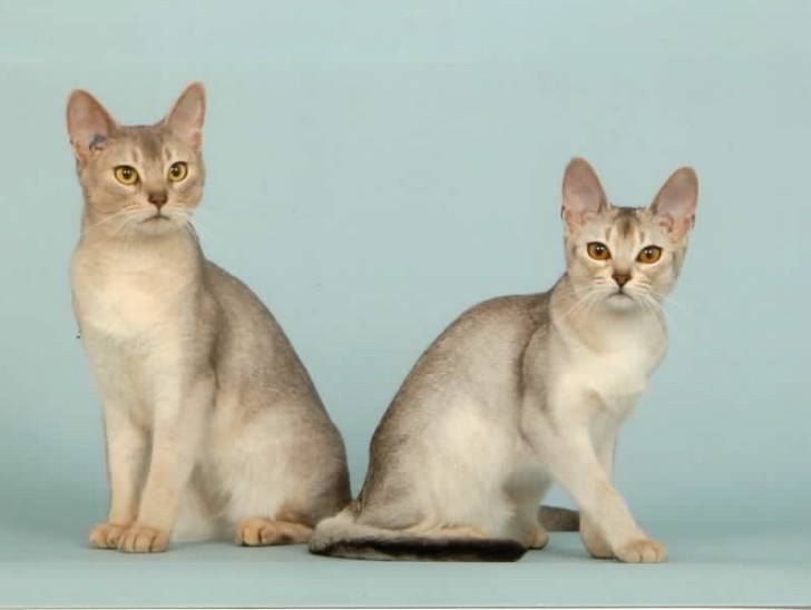 Abyssin blue silver et aby black silver - Singapura