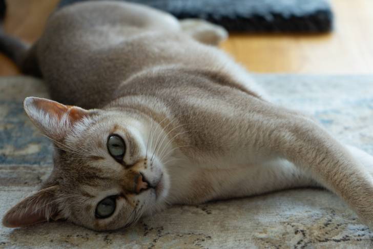 Un chat Singapura allongé sur le sol