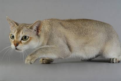 Le langage corporel d'un chat concentré