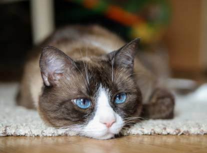 Un Snow Shoe allongé sur un tapis dans une maison