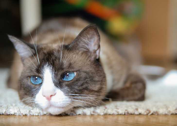 Un Snowshoe avec ses beaux yeux bleus