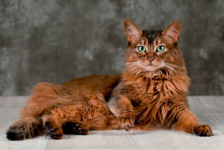Les Chats Tabby Ou Chats Tigr s Races Caract re Particularit s 