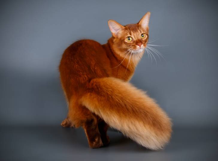 Un beau chat Somali avec une queue en panache