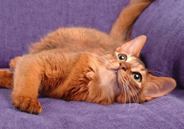 Un chat Somali allongé sur un canapé violet
