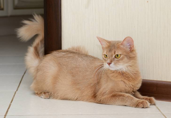 Un chat Somali couleur crème aux yeux jaunes