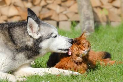 Un Husky Sibériien lèche affectueusement un Somali
