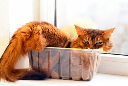 Un Somali amusant tente de s'allonger dans une petite boîte