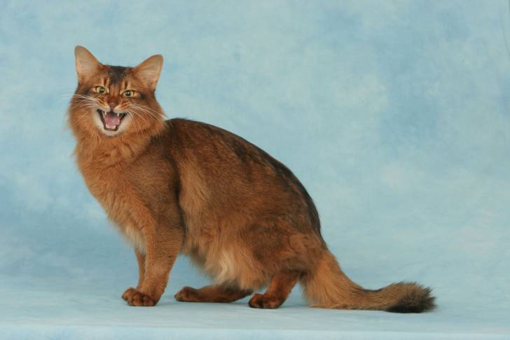 Un chat Somali miaule sur un fond bleu