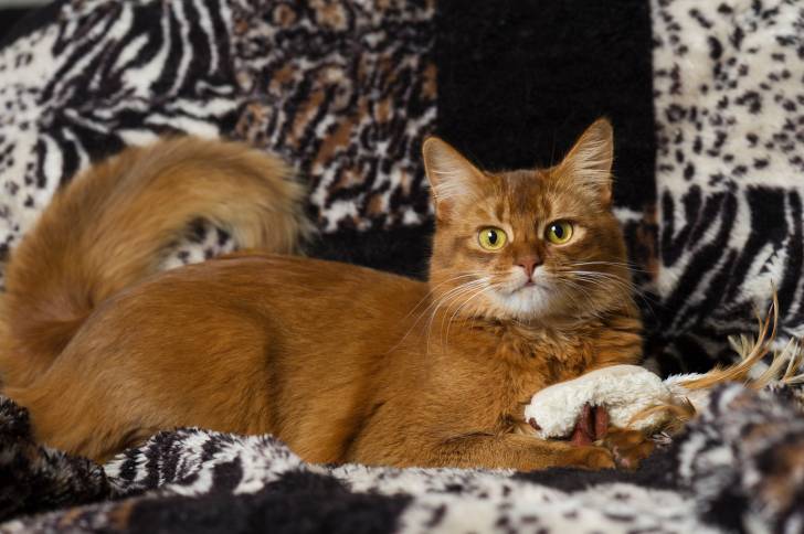 Un chat Somali allongé sur un canapé