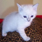 Siamois Traditionnel - Thaï