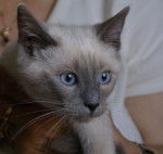 Siamois Traditionnel - Thaï