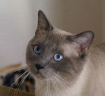 Siamois Traditionnel - Thaï