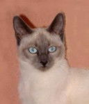 Siamois ancien type ? t?te ronde - Thaï