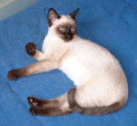 Siamois-tha? (siamois ancien type ? t?te ronde) - Thaï