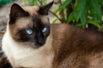 Photo Thaï