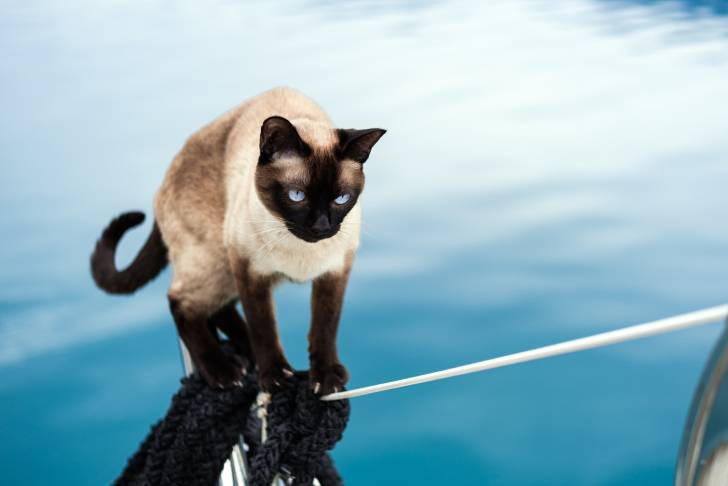 Un chat Thaï marche sur la corde du pont d'un bateau