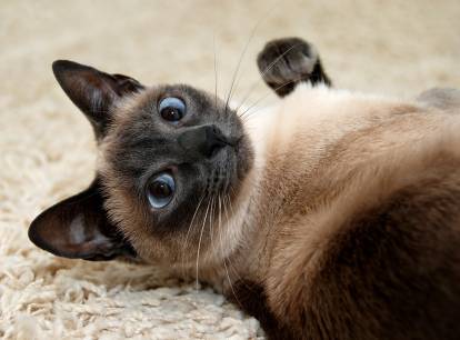Un chat Siamois Thaï allongé sur le sol