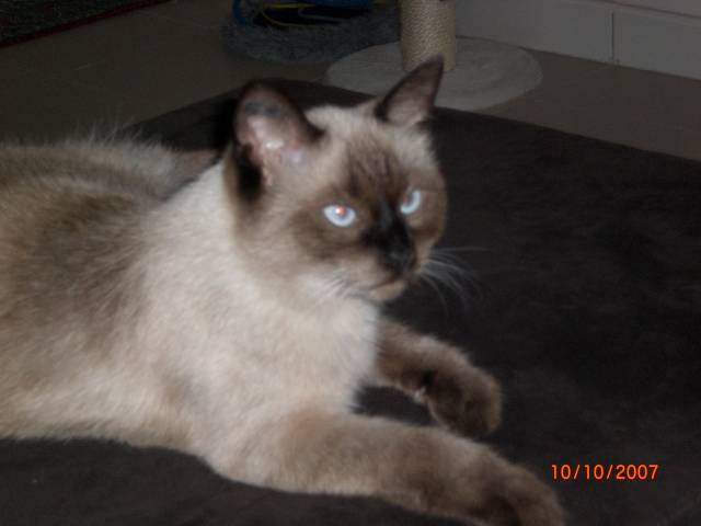 Sissi la Siamoise Thai - Thaï