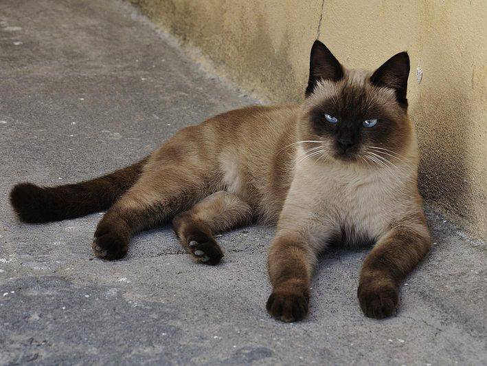 Un Siamois couché dans la rue